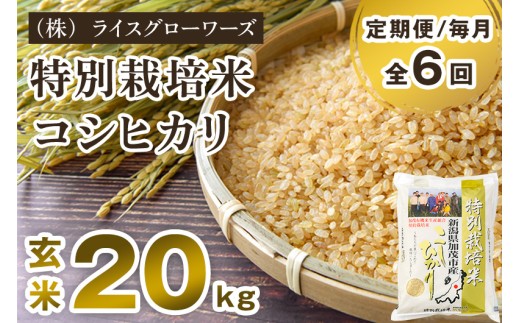 【令和8年産新米先行予約】【定期便6ヶ月毎月お届け】特別栽培米 コシヒカリ 玄米 20kg（5kg×4）《10月上旬～順次出荷》 従来品種 従来コシヒカリ お米 米 （株）ライスグローワーズ 新潟県 加茂市産 定期便