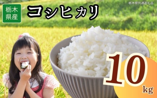栃木県産コシヒカリ 10kg | 2025年 2025年米 令和7年米 秋 白米 ごはん ご飯 小分け 人気 おいしい 旨い おにぎり おむすび お弁当 限定 栃木県共通返礼品 栃木県 下野市 送料無料