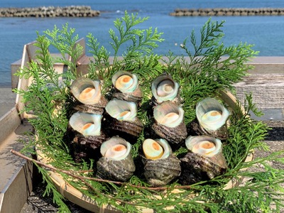 サザエ 1kg 入り 新鮮 海鮮 海産物 サザエ サザエ サザエ サザエ サザエ