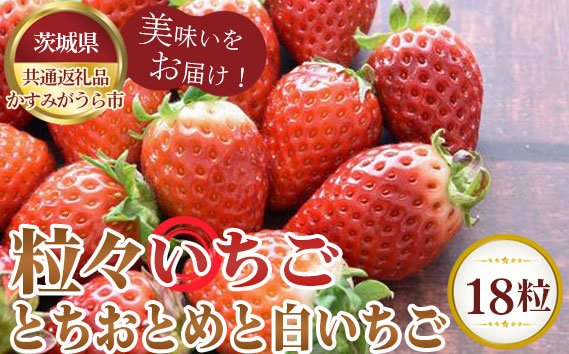 
No.357 【先行予約】粒々いちご18粒　とちおとめと白いちご【茨城県共通返礼品 かすみがうら市】 ／ 旬 新鮮 苺 イチゴ 果物 フルーツ 茨城県 特産品
