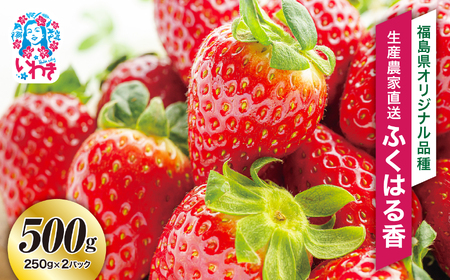 【産地直送】いわき市産いちご　ふくはる香　500g（250g×2パック）  | BB029-500g