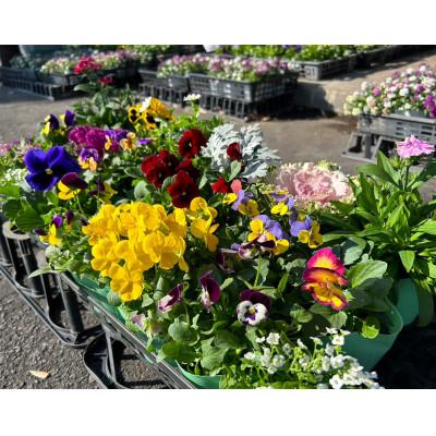ふるさと納税 安中市 季節の花苗おまかせセット 15ポット以上 |  | 01