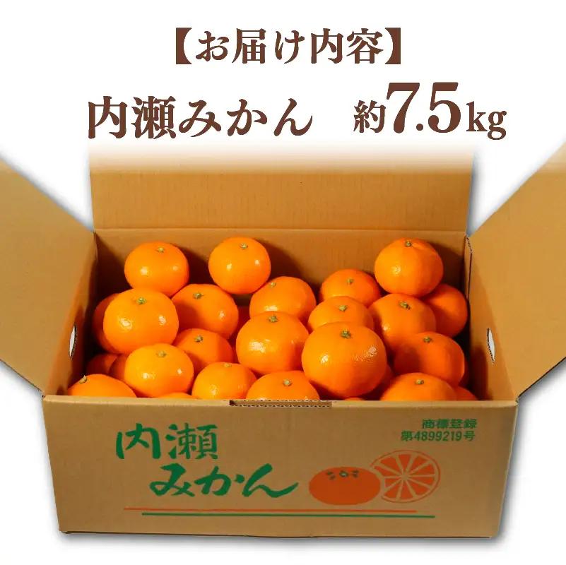 先行予約 内瀬みかん 約7.5kg アサヒ農園 / みかん 