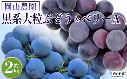＜黒系大粒ぶどう＆ベリーAセット 約2kg＞ 果物 くだもの フルーツ 葡萄 ブドウ 旬のぶどう 青果 品種お任せ 甘い 特産品 産地直送 岡山農園 愛媛県 西予市【冷蔵】