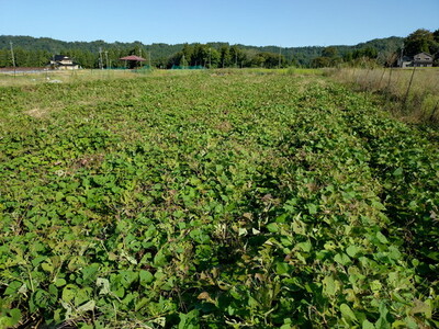 富山県魚津産さつまいも 紅はるか 10kg サイズ2L以上｜長引野 黒ボク土 ねっとり 土付 ※北海道・沖縄・離島への配送不可
