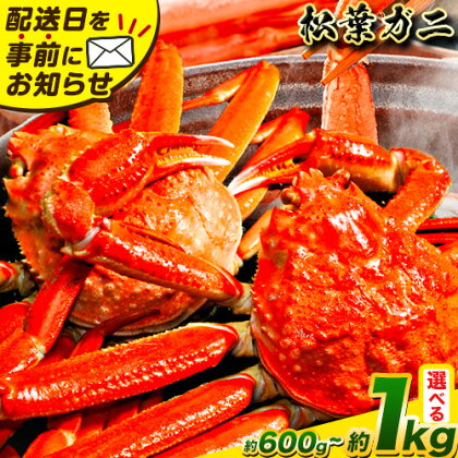＼12/23決済完了分まで年内配送／カニ 松葉ガニ 選べる 600g～ 800g or 800g～1kg《2025年11月中旬-2026年3月中旬頃出荷》鳥取県 八頭町 送料無料  蟹 かに 姿 鍋 ズワイガニ 松葉ガニ ズワイ蟹 ボイル 冷蔵便 松葉蟹 海鮮 魚介  2人前