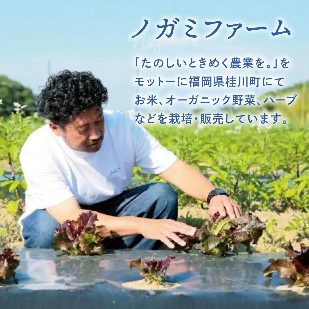 玄米 20kg ノガミファーム お米 桂川町/NOGAMI FARM [ADAU012]