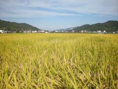 【2616-0283】《岡山の酒》純米大吟醸 御前酒「特等雄町2.2」720ml 真庭市