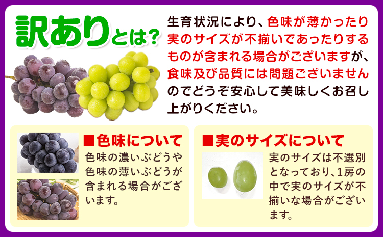 【先行予約】訳あり シャインマスカット・ニューピオーネ 詰め合わせ 約1.2kg 2房《9月中旬-11月上旬頃出荷》岡山県 浅口市 果物 送料無料 岡山 くだもの ぶどう 葡萄 マスカット フルーツ 