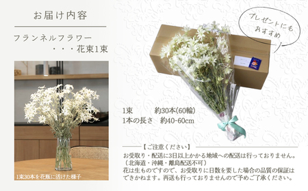 【2026年3月配送】フランネルフラワー（切り花）花束 1束（60輪）約30本 プレゼント 下呂市 岐阜県 生花 馬瀬 ネイティブフラワー【114-1【3】】