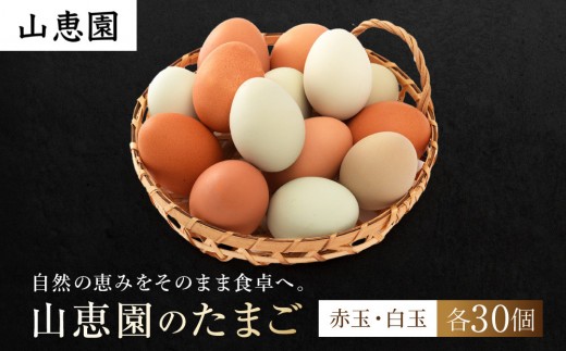 
                  山恵園のたまご（ネラ卵30個＋アローカナ卵30個）| たまご 卵 赤玉 白玉  鶏卵 養鶏場 湯河原町
                