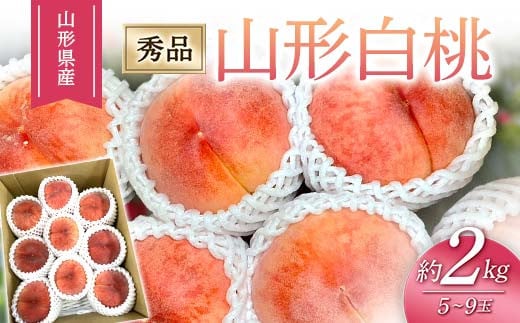【2026年度先行予約】山形白桃 約2kg 5玉～9玉 FSY-2462