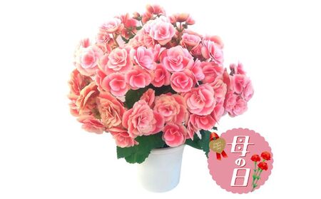 【先行予約】 母の日に！ リーガス ベゴニア ボリアス 5号 2026年5月から順次発送 オンライン決済限定 花 花