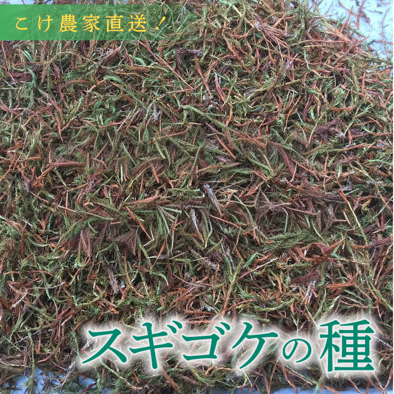 【ふるさと納税】 こけ 専門農家 直送 スギゴケ 種 5L 10L コケ 苔 緑化 園芸 ガーデニング 盆栽 テラリウム 苔玉 観葉植物 自然 エコ DIY 寄せ植え 庭 造園 インテリア グリーン 土壌 床材 壁面緑化 屋上緑化 環境改善 牧之原市 静岡県