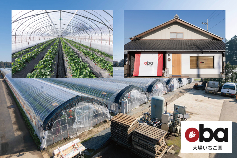 【12月中旬より順次発送】【数量限定】茨城県オリジナル品種『いばらキッス』と希少なプレミアム白イチゴ『淡雪』紅白化粧箱一箱（12粒～18粒）【いちご 苺 フルーツ 果物 くだもの 水戸市 茨城県】（D