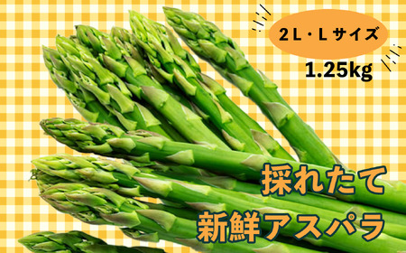 【先行予約】信州産「採れたて新鮮アスパラ 」 2L・Lサイズセット 1.25kg(7-A8)
