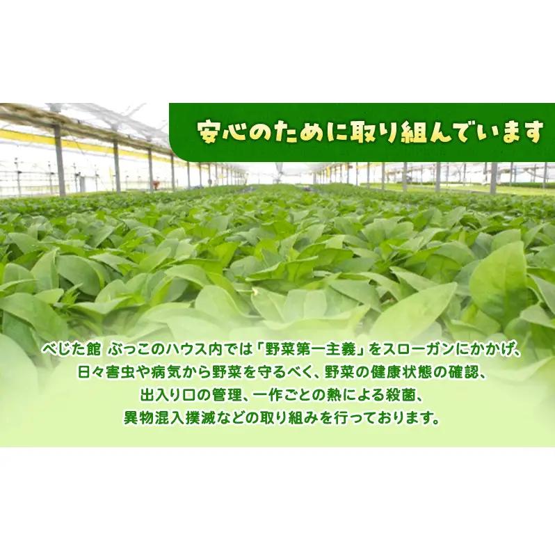 定期便 3回 ホワイトミニセルリー 15袋  計45袋 野菜 詰め合わせ 毎月届く 3ヶ月 セロリ ミニセロリ 新鮮 産地直送 サラダ 野菜セット 詰合せ