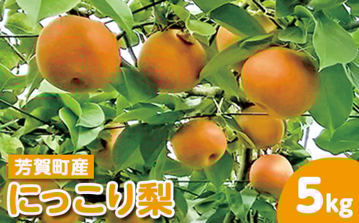 【先行予約】栃木県芳賀町産「にっこり梨」約5kg | 梨 なし 果物 フルーツ 秋の味覚 産地直送 期間限定 季節限定 季節商品 送料無料 栃木県 芳賀町 ※2025年9月下旬～10月中旬頃に順次発送予定 ※離島への配送不可◇