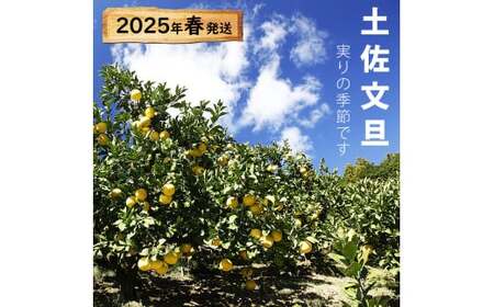 【果樹園直送】土佐文旦　4L　2個入り　1.5kg　特選品贈答用　果物　柑橘　フルーツ　ぶんたん　ブンタン　分担　高知県土佐市　お取り寄せ 産地直送　おいしい 美味しい　返礼品　白木果樹園