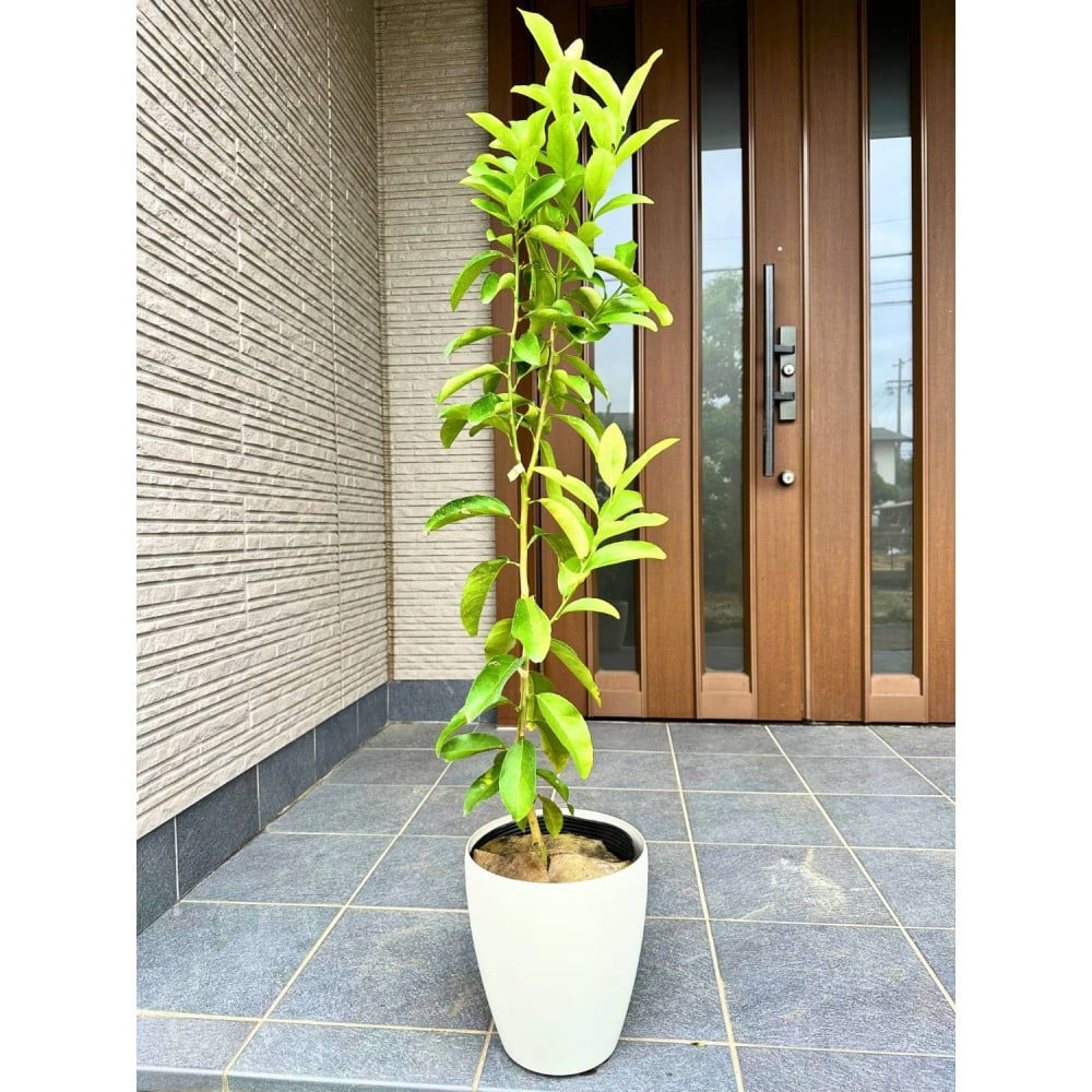 
            ＜2026年5月中旬頃発送＞レモンの木(璃の香)りのか 7号鉢カバー(ガーデニング用)
          