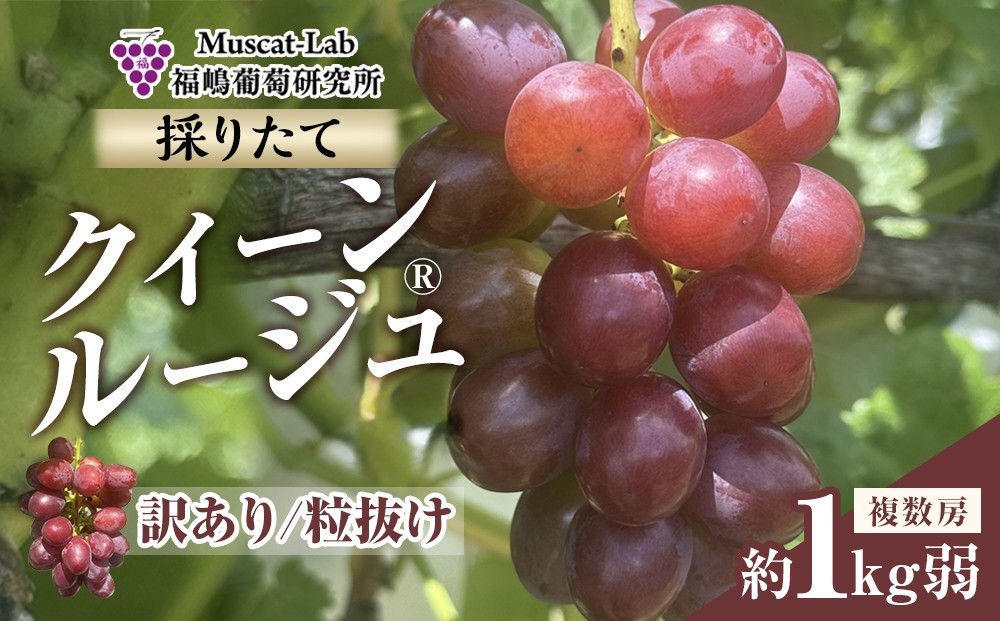
                  【先行予約】2026  クイーンルージュ®　【訳あり粒抜け】　複数房　約1kg弱【10月初旬頃～順次発送予定】　長野県産　国際特許有機肥料栽培　
                