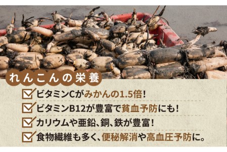 おいしさ絶品！こだわりれんこん 約2kg 化粧箱 （白）入り 【黒木農園】 [IAU001]
