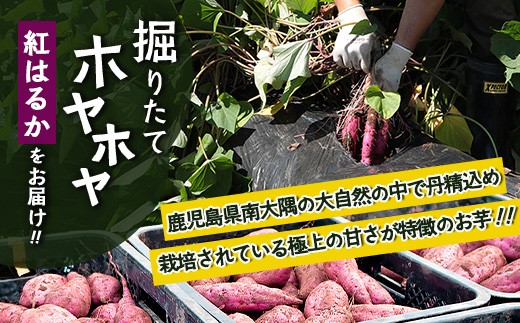 【期間限定！数量限定！】掘りたて さつまいも 紅はるか 4.5kg (500g×9袋) SSサイズ  (自宅で簡単レシピ付き）FR-7｜鹿児島県 南大隅町
