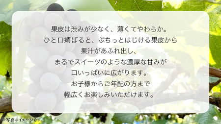 ナガノパープル 4房 【2025年8月上旬発送開始】(茨城県共通返礼品：大子町) ぶどう 葡萄 ブドウ 果物 フルーツ 果実