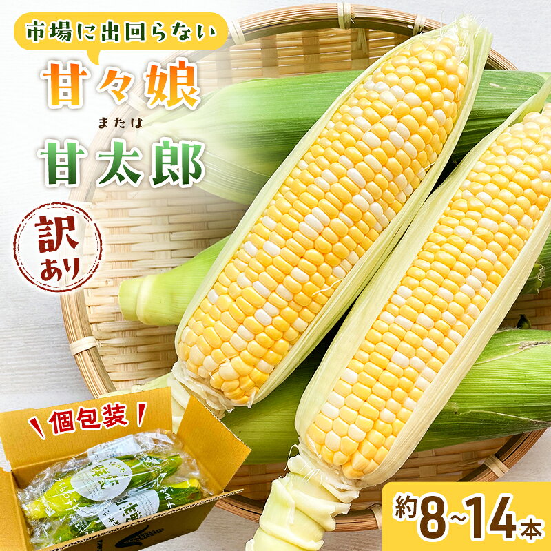 【ふるさと納税】【2027年6月中旬頃より順次発送】 訳あり とうもろこし 先行予約 甘々娘 または 甘太郎 約8本～14本 家庭用 テルもろこし 先端カット済 個包装 レンジ調理 レンチン 旬 冷蔵配送 静岡 浜松市 【配送不可：離島】　お届け：2027年6月中旬～2027年8月上旬予定