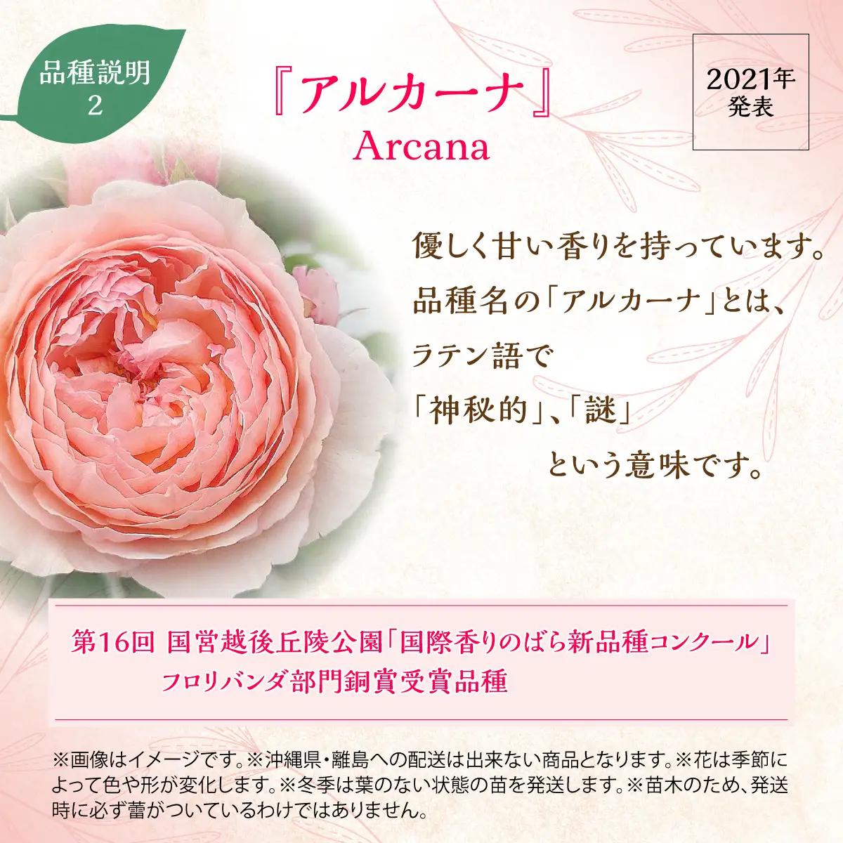 【Apple Roses】バラ苗『アルカーナ』大苗6号ポット植え 苗木 バラの苗木 オリジナル品種 HNNH002