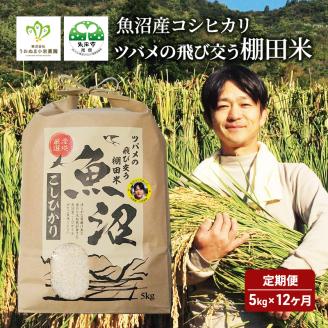 ツバメの飛び交う棚田米 5kg袋 12ヶ月 連続お届け ( 米 定期便 お米 こめ コメ おこめ 白米 こしひかり 12回 60kg お楽しみ ) 新潟県