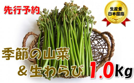 【先行予約・数量限定】採れたて山菜セット　生わらび（1kg×1束）+　季節の山菜2～3品　