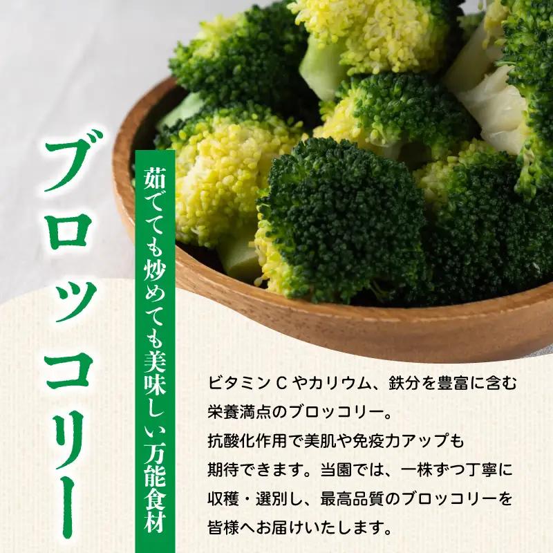ブロッコリー 約1kg 【 ブロッコリー 】