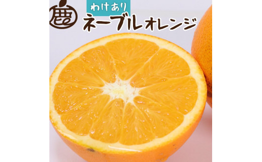 
                  ［先行予約］家庭用 ネーブルオレンジ2.5kg+250g（傷み補償分）［光センサー選別］［柑橘・ジュース］［訳あり］［IKE41］
                