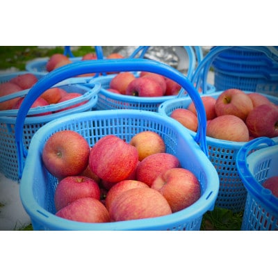 【26年3月出荷予定】平均糖度13度以上! サンふじ 約5kg 訳あり【配送不可地域：離島・沖縄県】