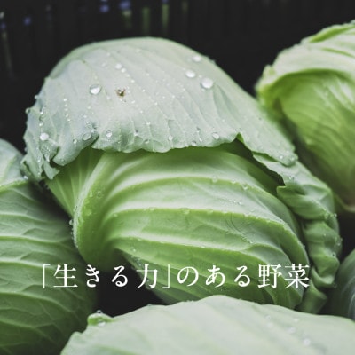 【毎月定期便】しあわせ野菜畑の有機野菜　Mセット　(安心の有機JAS認証　オーガニック野菜)全6回【配送不可地域：離島・北海道・沖縄県・四国・九州】