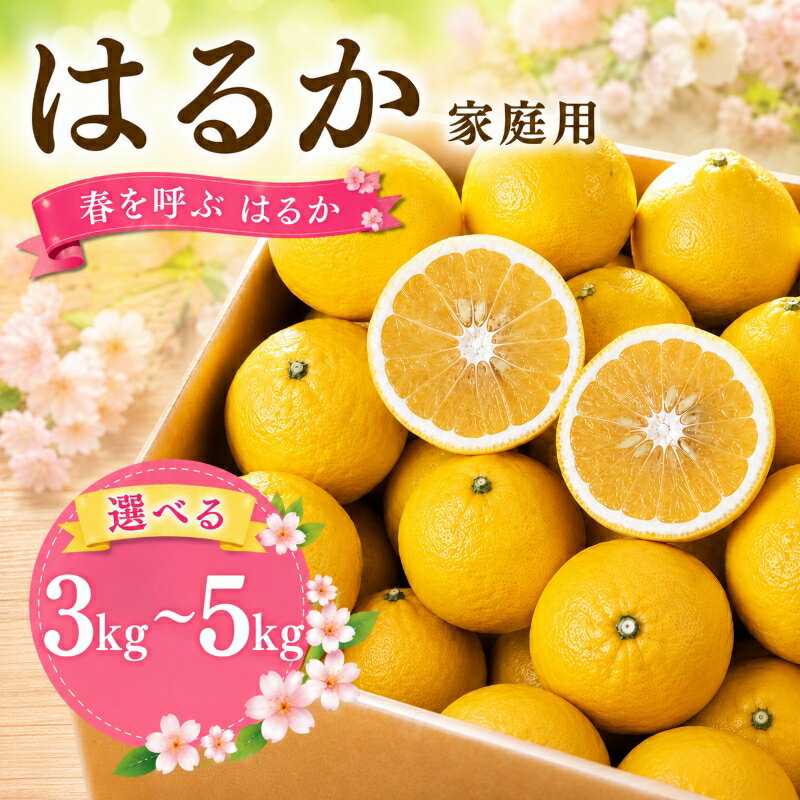 【ふるさと納税】 【2027年2月頃から順次発送】はるか 家庭用 3kgまたは5kg 数量選択可 | みかん 愛媛みかん 松山 みかん 農家直送 家庭用 柑橘 愛媛 松山 北条 果物 フルーツ 産地直送 みかん 農園直送