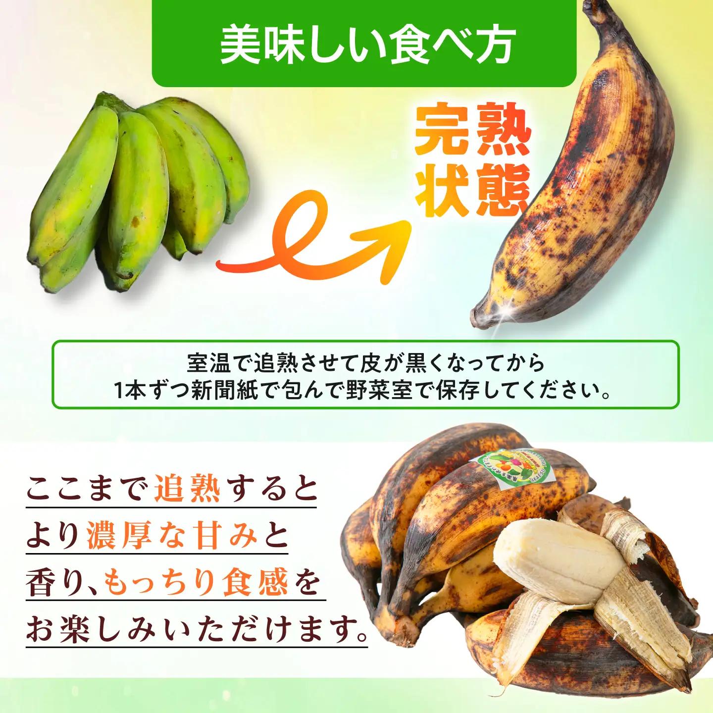 【2026年発送】沖縄県産アップルバナナ 1kg BCBH003