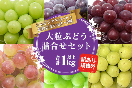 《ご家庭用》シャインマスカットとお任せ1品種 ぶどう 詰合せ セット 計1kg【2025年9月中旬頃から10月下旬頃発送予定】 ／ 2025年産 令和7年産 訳あり 規格外 自宅用 SDGs フードロス 農家直送 生産者直送 山形県産 山形産 産地直送 果物 フルーツ 葡萄 東北 1キロ　013-B-JF020