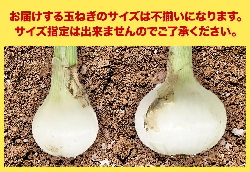 葉付き玉ねぎ 8kg 篠原農園