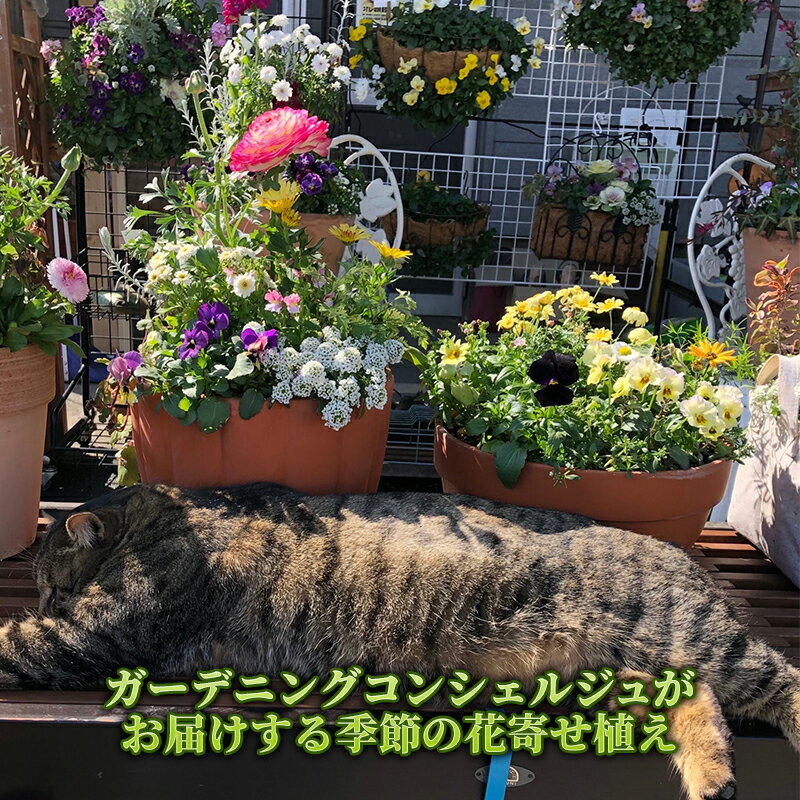 【ふるさと納税】花 ガーデニングコンシェルジュがお届けする 季節の花 寄せ植え 鉢植え 鉢花 5～7種 ガーデニング コンシェルジュ お花 京都　 南丹市