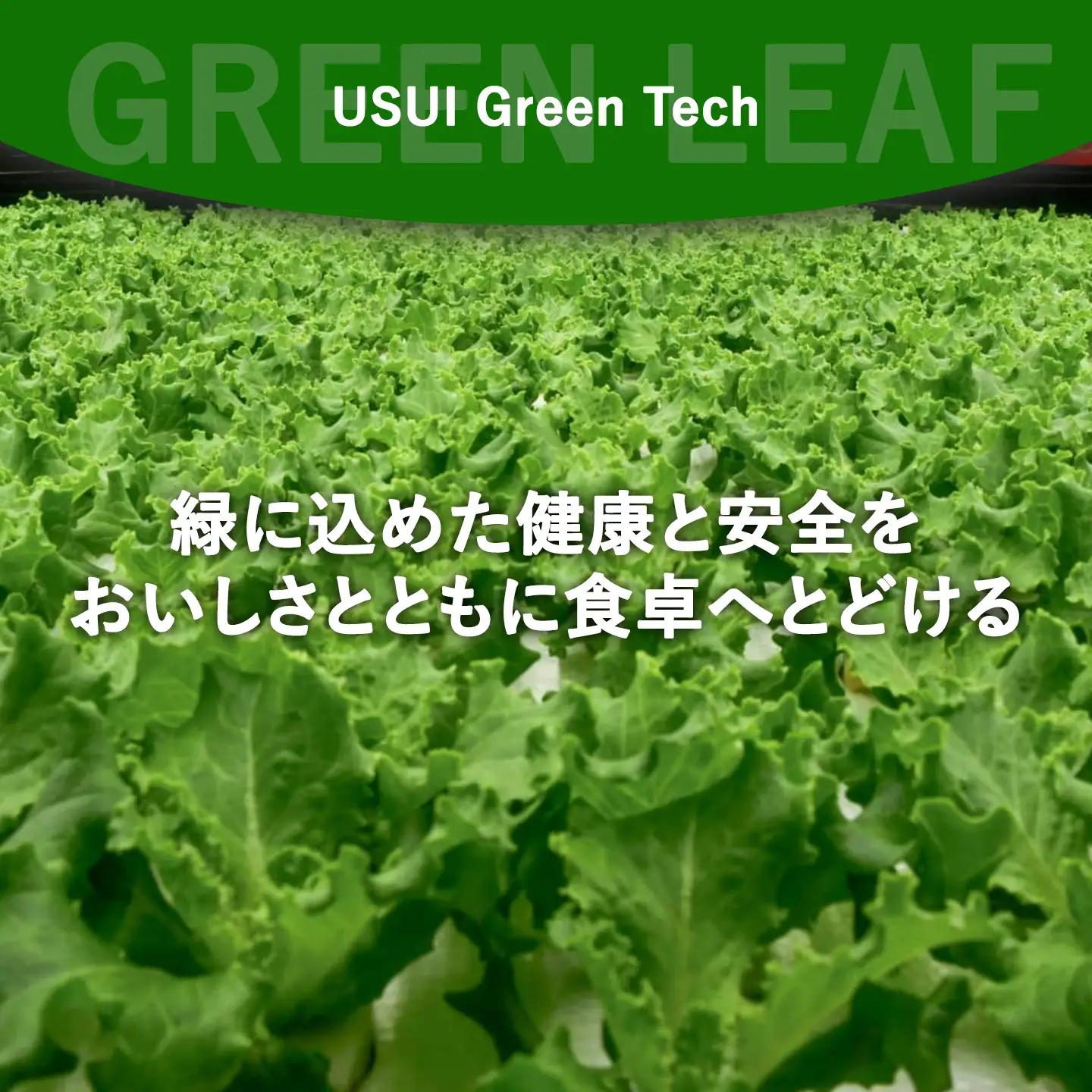 【無農薬】グリーンリーフレタス 500g（約250g×2P）レタス