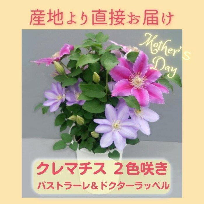 【ふるさと納税】【先行予約】【長谷川園芸】クレマチス6寸2色咲き〔パストラーレ×ドクターラッペル〕1鉢 【母の日 ギフト プレゼント 贈答 花のある生活】(AT215)
