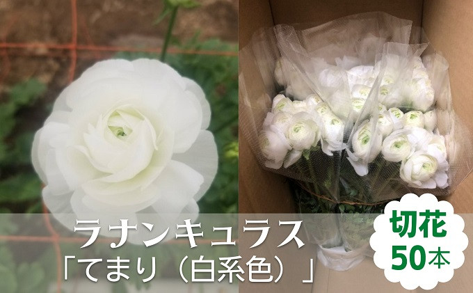 
ラナンキュラス「てまり（白系色）」切花50本
