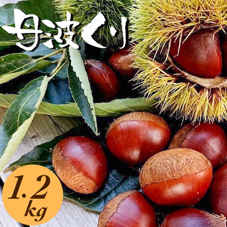 京都亀岡産 丹波くり 大粒 2L～3Lサイズ 1.2kg【期間限定 数量限定】《栗 くり 丹波栗》 ※北海道・沖縄・離島への配送不可 ※2025年9月中旬頃より順次発送予定
