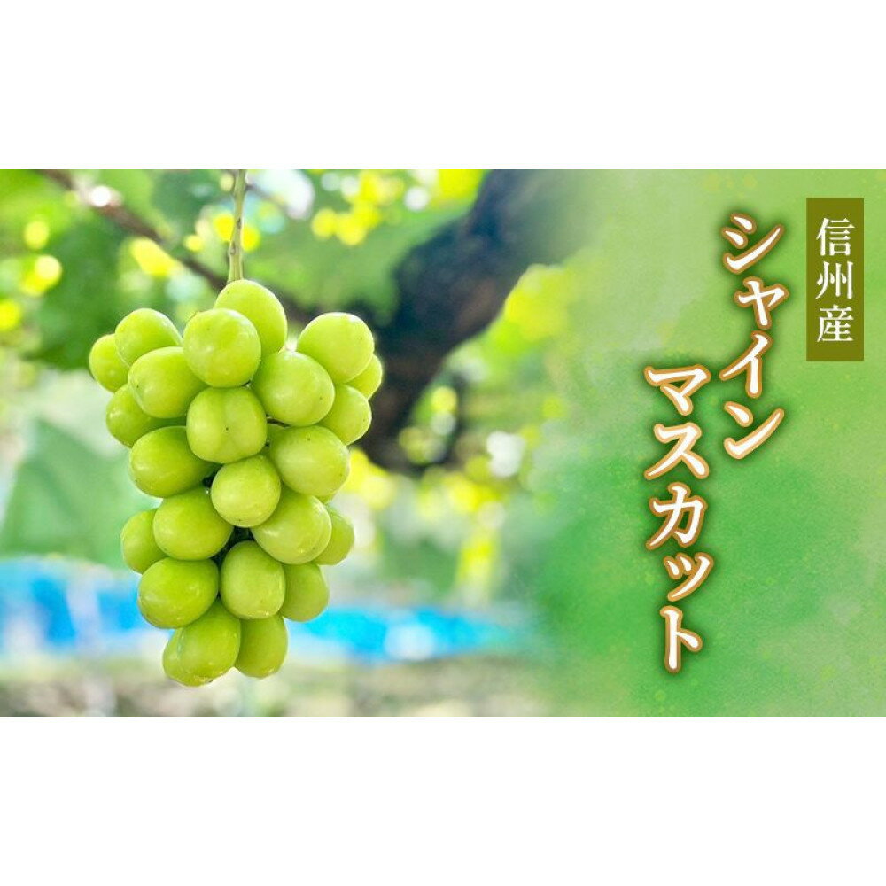 【ふるさと納税】信州産シャインマスカット 【選べる容量】2026年9月初旬から10月中旬発送