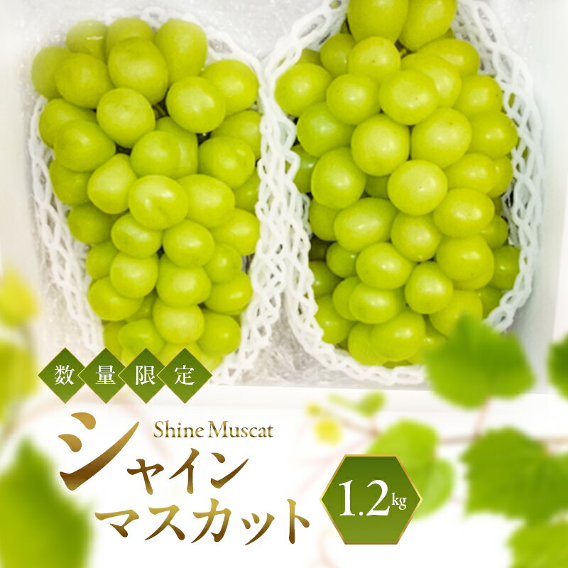 【ふるさと納税】シャインマスカット 2026年発送 数量限定 ぶどう 1.2kg ブドウ 果物 フルーツ 葡萄 マスカット 　お届け：2026年8月下旬～9月末
