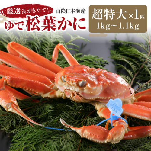 かに卸問屋がお届け・自社釜ゆで！山陰沖ゆで松葉がに 1ｋｇ～1.1ｋｇ 超特大サイズ（12月発送）／北畿水産