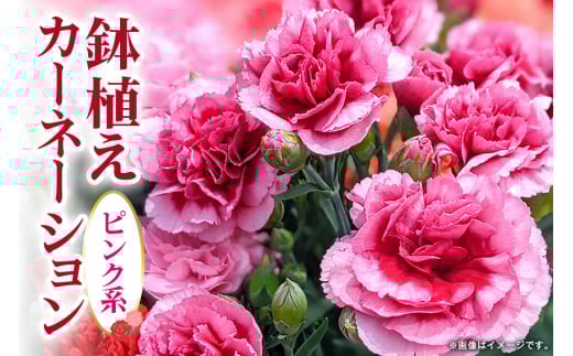 カーネーション ピンク系 母の日への贈り物 プレゼント ギフト カーネーション 花 アレンジ 鉢植え 5号 鉢 国産 花鉢 鉢花 フラワーアレンジメント 母の日ギフト フラワーギフト お祝い 母の日