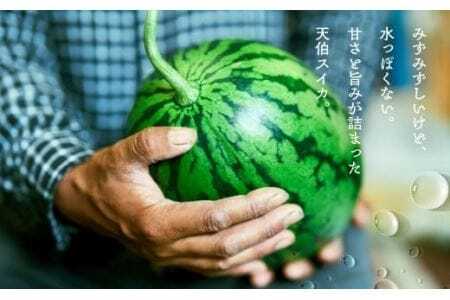 天伯スイカ 1玉 7kg 2L 糖度11度 スイカ